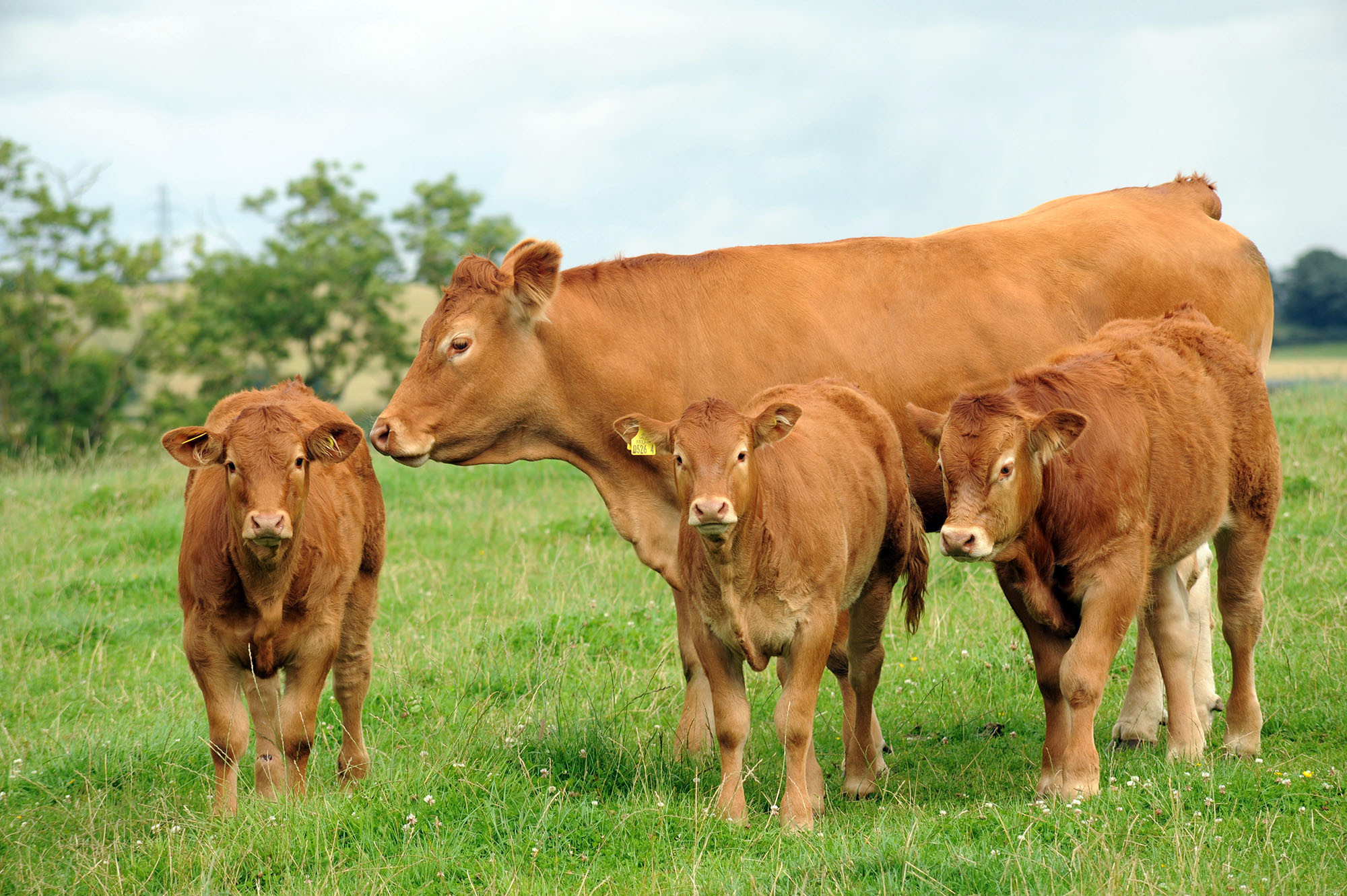 Neospora- significant cause of abortion in dairy and beef herds in NI ...